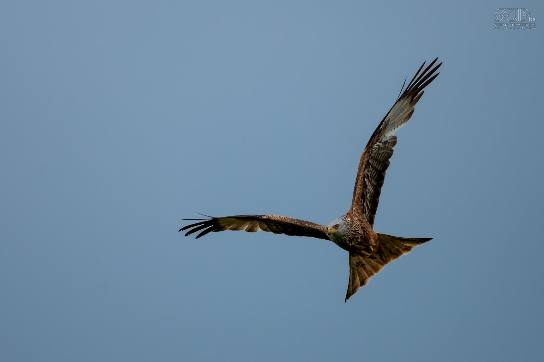 Argaty - Red kite The red kite can mainly be recognized by its fork-shaped tail and the dorsal side is reddish-brown with dark spots. The wingspan is 140-170 cm. Stefan Cruysberghs